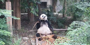 Beitragsbild des Blogbeitrags Panda, Panda, wuhuuu! 