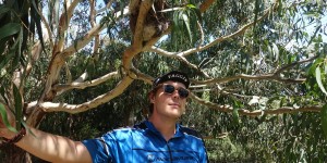 Beitragsbild des Blogbeitrags Meer und Koalas