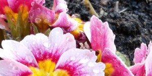 Beitragsbild des Blogbeitrags Wohlfühl-Challenge, 1. Tag: Blumen kaufen