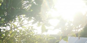 Beitragsbild des Blogbeitrags Wohlfühl-Challenge, 2. Tag: Dankbarkeit