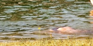 Beitragsbild des Blogbeitrags Kinder ertrinken leise - Gefahren in der Sommerzeit