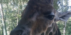 Beitragsbild des Blogbeitrags Ein Tag im Zoo Schmiding 