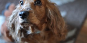 Beitragsbild des Blogbeitrags How to protect your own pet from aggressive dogs