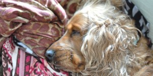 Beitragsbild des Blogbeitrags A Story with a Happy Ending