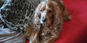 Beitragsbild des Blogbeitrags How many lives does a dog have?