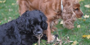 Beitragsbild des Blogbeitrags Garden Fun with Dogs