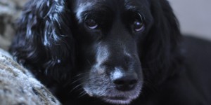 Beitragsbild des Blogbeitrags Flacky´s Adoption Story