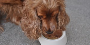Beitragsbild des Blogbeitrags Pets Deli