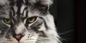 Beitragsbild des Blogbeitrags Cat Love Story