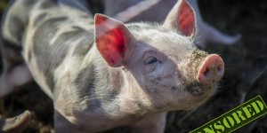 Beitragsbild des Blogbeitrags #AusBauernhand: Ausflug zu den Freilandschweinen 