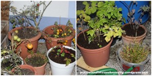 Beitragsbild des Blogbeitrags Experiment Terrassengarten #1