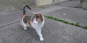 Beitragsbild des Blogbeitrags Tensorflow CNN and lime on my own cat & dog images