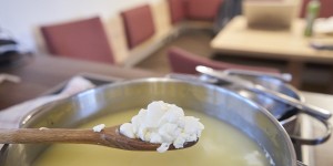 Beitragsbild des Blogbeitrags Grillkäse aus Eigenproduktion