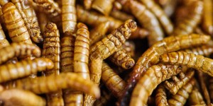 Beitragsbild des Blogbeitrags Übers Insekten essen (inklusive Mehlwurmburger-Rezept) 