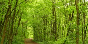 Beitragsbild des Blogbeitrags Naturwesen im Helenental?