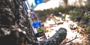 Beitragsbild des Blogbeitrags Blau, blau blüht der Enzian…!