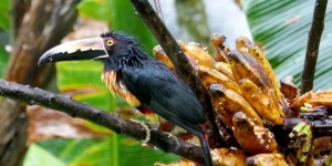 Beitragsbild des Blogbeitrags Die Maquenque Eco Lodge in Costa Rica