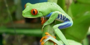 Beitragsbild des Blogbeitrags La Fortuna in Costa Rica – Von Hängebrücken und Wasserfällen