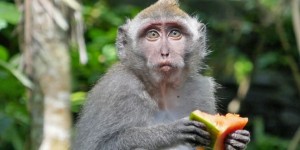 Beitragsbild des Blogbeitrags Im Monkey Forest in Ubud 