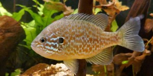 Beitragsbild des Blogbeitrags Im UnterWasserReich Naturpark Schrems 