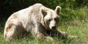 Beitragsbild des Blogbeitrags Braunbären erleben im Bärenwald Arbesbach 