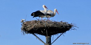 Beitragsbild des Blogbeitrags Die Neusiedler See Card – Start in den Frühling mit Natur, Wein und Kulinarik 