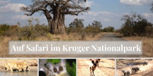 Beitragsbild des Blogbeitrags Auf Safari im Kruger Nationalpark in Südafrika