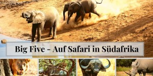 Beitragsbild des Blogbeitrags The Big Five – Auf Safari in Südafrika