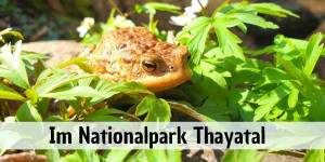 Beitragsbild des Blogbeitrags Im Nationalpark Thayatal