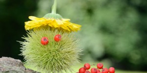 Beitragsbild des Blogbeitrags Herbst: Basteln mit Naturmaterialien für Kinder