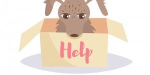 Beitragsbild des Blogbeitrags Findus, der kleine Hund 