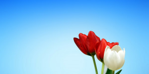 Beitragsbild des Blogbeitrags „Menstruationstasse – was geht unsere Menstruation die Männer an!