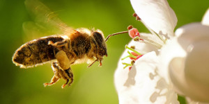 Beitragsbild des Blogbeitrags Der 20. Mai ist UN-Weltbienentag