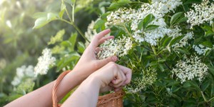 Beitragsbild des Blogbeitrags Milchreis mit Holunderbeeren-Kompott / Hollerkoch 