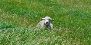 Beitragsbild des Blogbeitrags Green Hills Track