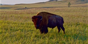 Beitragsbild des Blogbeitrags Badlands National Park 