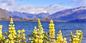 Beitragsbild des Blogbeitrags Wanaka 