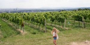 Beitragsbild des Blogbeitrags Stadtwanderweg 1 – Wein Wandern in WIEN – vom Nussberg zum Kahlenberg 