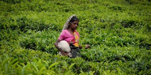 Beitragsbild des Blogbeitrags Sri Lanka – Teefelder so weit das Auge reicht – das alte Cylon 