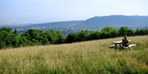 Beitragsbild des Blogbeitrags Stadtwanderweg 5 – Wandern durch die Wiener Weinberge… am Bisamberg…