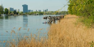 Beitragsbild des Blogbeitrags Wiener Wasserwanderweg Alte Donau – vielleicht der schönste Sommer-Spaziergang in Wien 