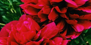 Beitragsbild des Blogbeitrags Sommerdüfte 2020