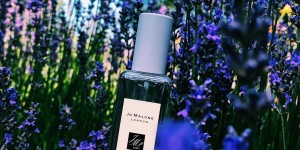 Beitragsbild des Blogbeitrags Jo Malone Lavenderland: Silver Birch & Lavender / Wisteria & Lavender