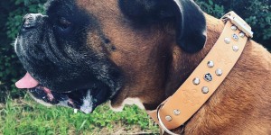 Beitragsbild des Blogbeitrags 4Hundebrüder für den Boxi