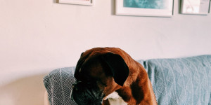Beitragsbild des Blogbeitrags Tipps für ein frisch dekoriertes Wohnzimmer