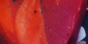 Beitragsbild des Blogbeitrags Lush für jeden Anlass