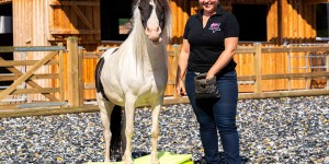 Beitragsbild des Blogbeitrags Fitness für Kopf und Körper – Für clevere und motivierte Pferde! 