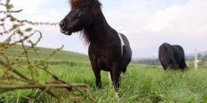 Beitragsbild des Blogbeitrags Konsequentes Pferdetraining: Dein Pferd weiß, was du fühlst! 