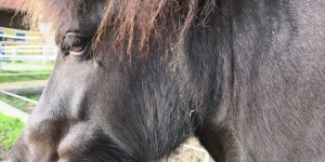 Beitragsbild des Blogbeitrags Von Pilzen und Giften: Löse deine inneren Blockaden und finde die Seele der Pferde 