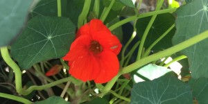 Beitragsbild des Blogbeitrags Kapuzinerkresse fürs Immunsystem – Kräuter für Pferde 